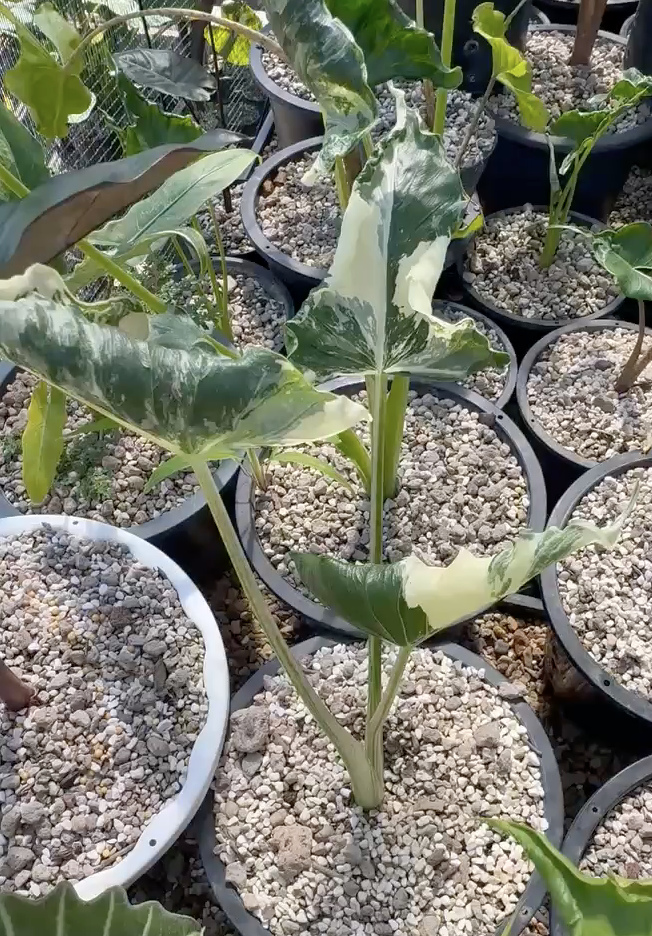 1x CORM - Alocasia Cucullata Crinkle Albo Variegated