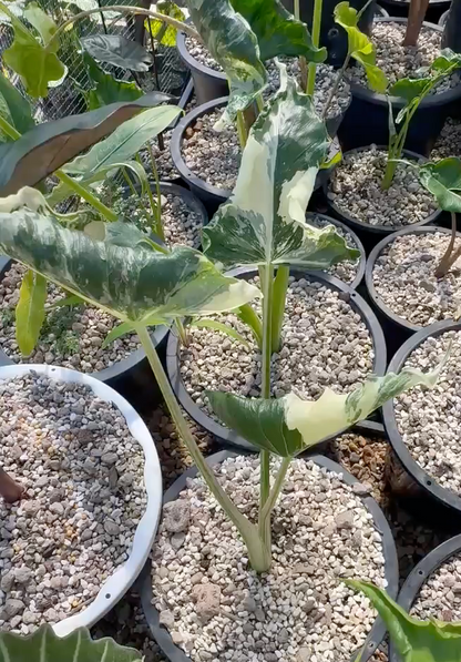 1x CORM - Alocasia Cucullata Crinkle Albo Variegated