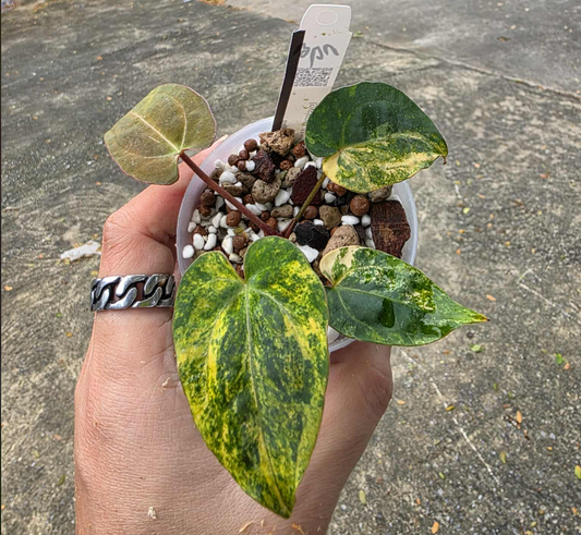 Anthurium Papillilaminum var. x AOS(SKG) Dark Form *IMPORT PRE-ORDER*