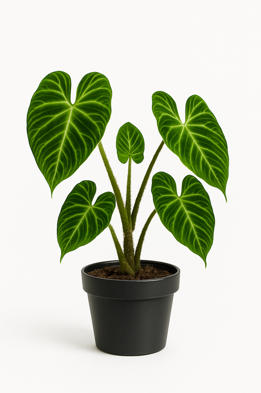 Verrucosum - Growers Choice