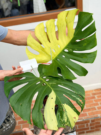 Monstera Lemon Mint Variegated *import*
