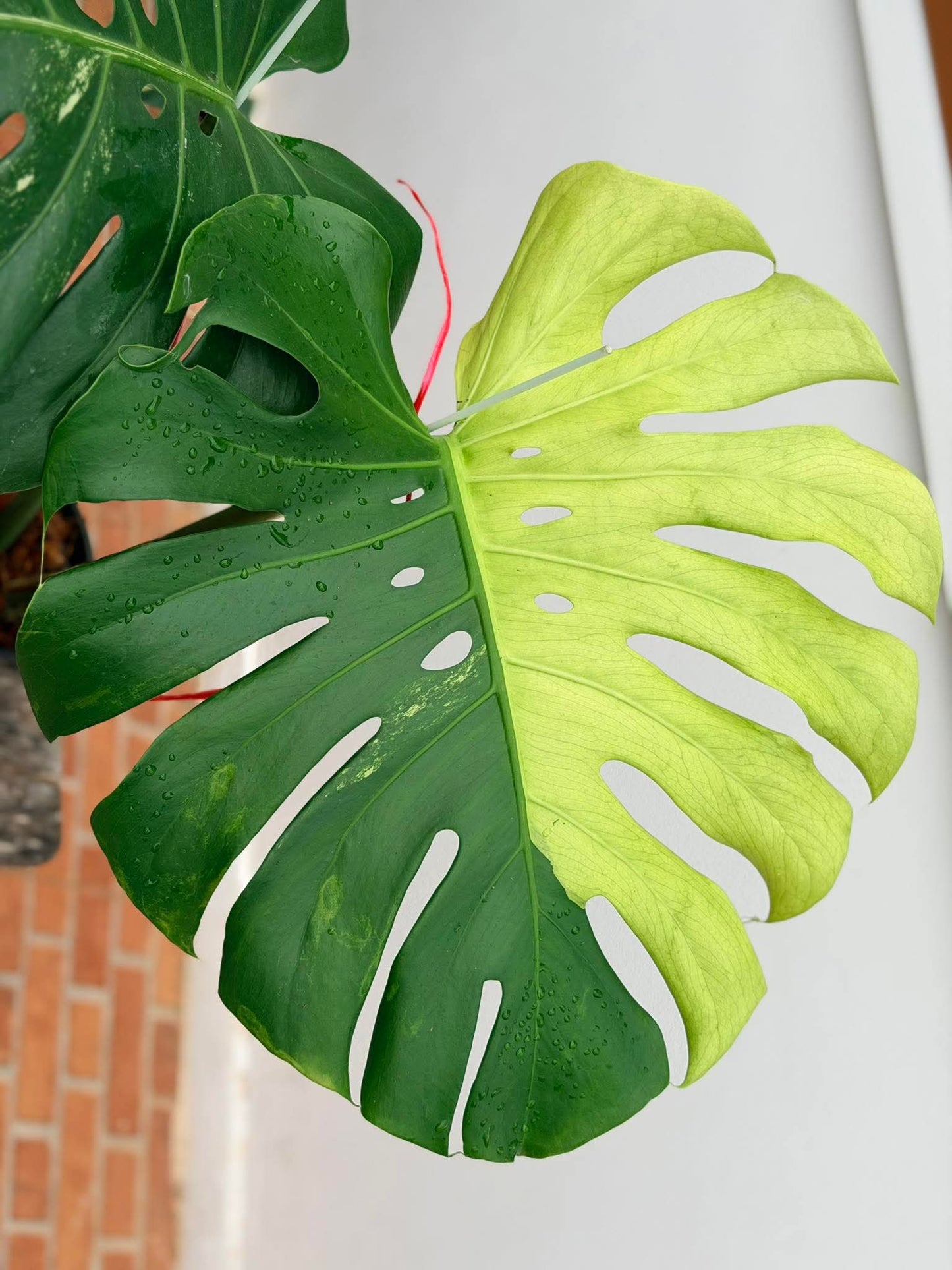 Monstera Lemon Mint Variegated *import*