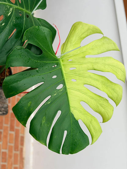 Monstera Lemon Mint Variegated *import*