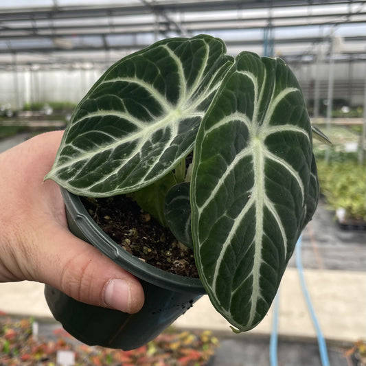 Alocasia Ninja - Grower's Choice