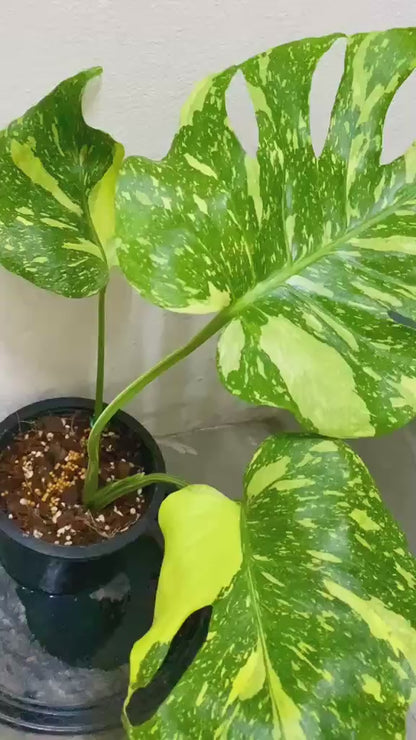 Monstera Deliciosa ‘Electrolight’ *import pre-order*