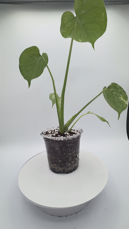 Monstera White Monster - Growers Choice