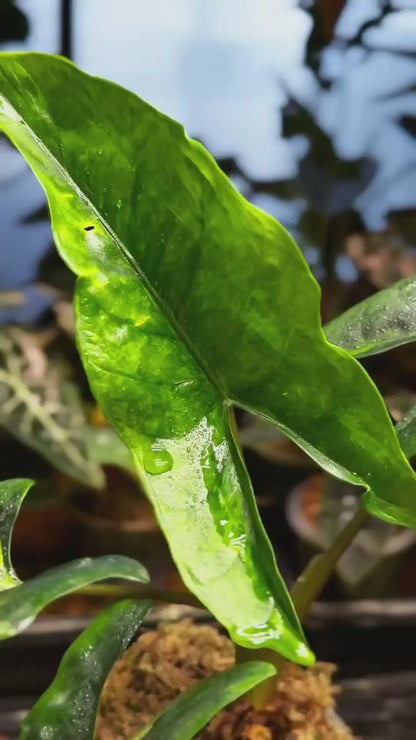 1x corm - Alocasia Dragon Wing (Scalprum x Dragon Scale) Aurea Variegated *Pre-Order Import*