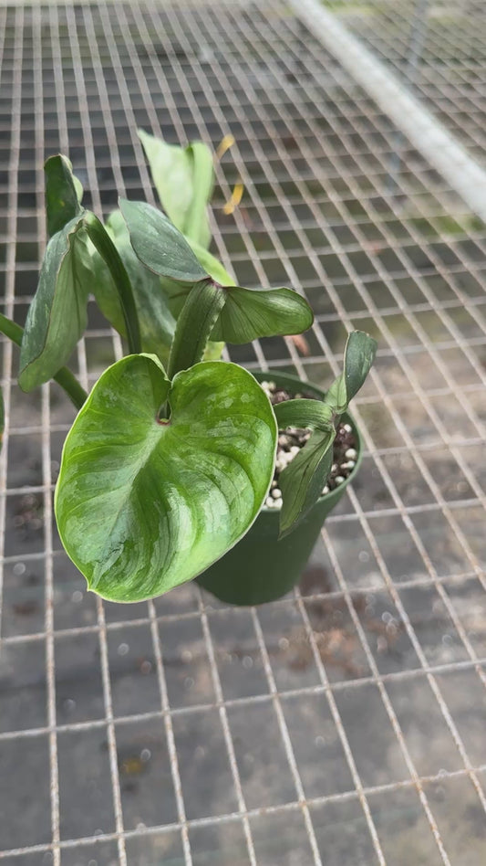 Philodendron Mamei - CUP LEAF MUTATION