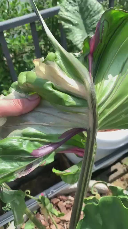 1x CORM - Stingray Albo Pink *pre-order import*