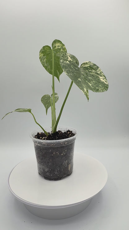 Monstera White Monster - Growers Choice