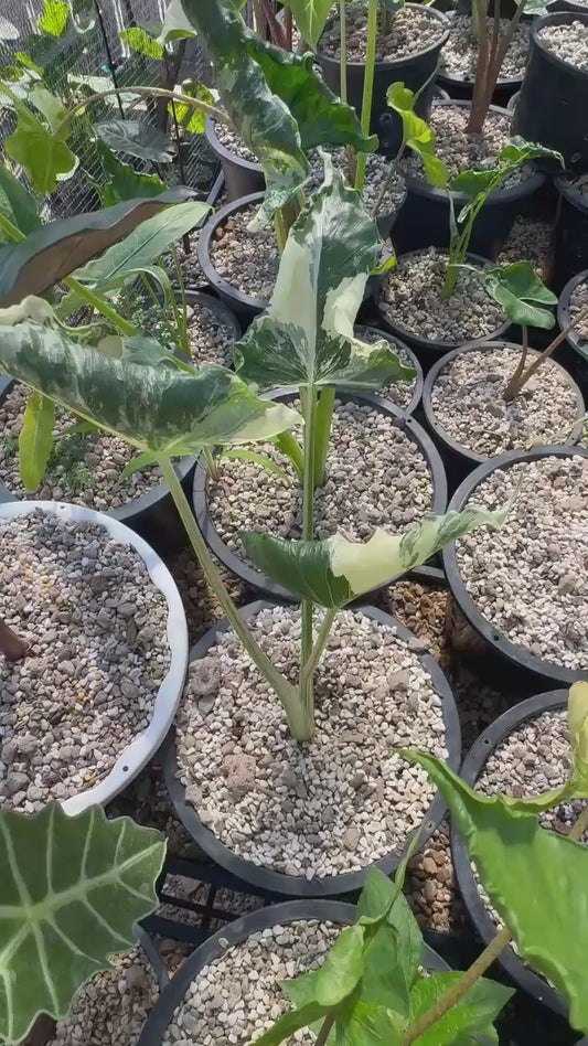 1x CORM - Alocasia Cucullata Crinkle Albo Variegated