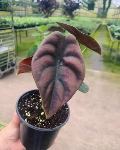 Alocasia Red Secret Cuprea - Growers Choice