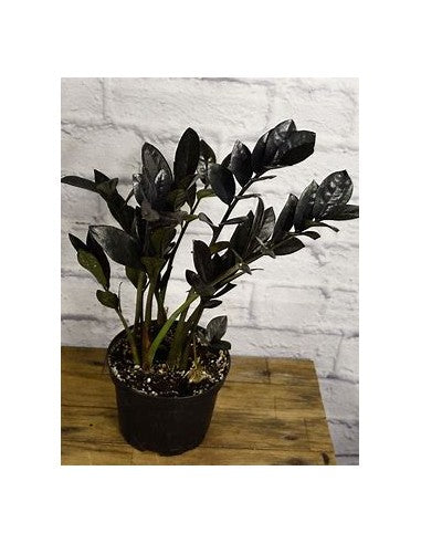 Zamioculcas Zamiifolia ‘Raven - ZZ Black - Grower's Choice
